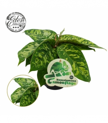 Homalomena