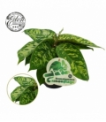 Homalomena