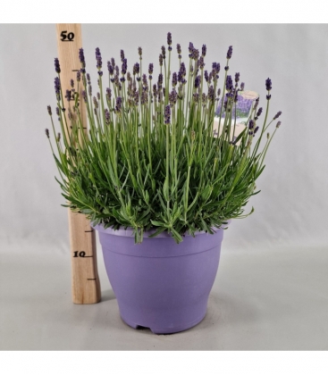Lavandula