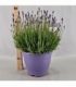 Lavandula