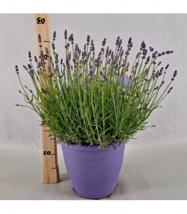 Lavandula