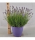 Lavandula