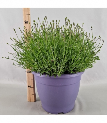 Lavandula