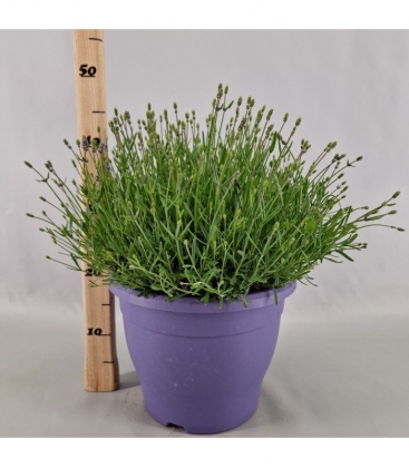 Lavandula