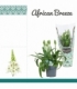 Ornithogalum