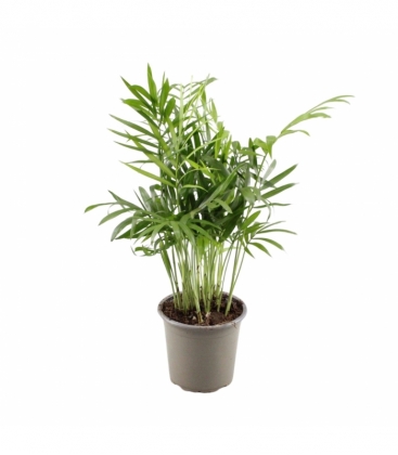 Chamaedorea