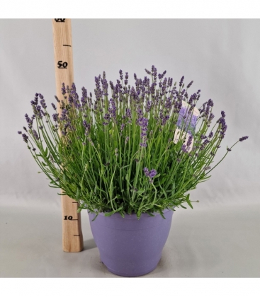 Lavandula