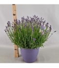 Lavandula