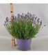 Lavandula