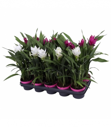 Curcuma