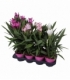 Curcuma