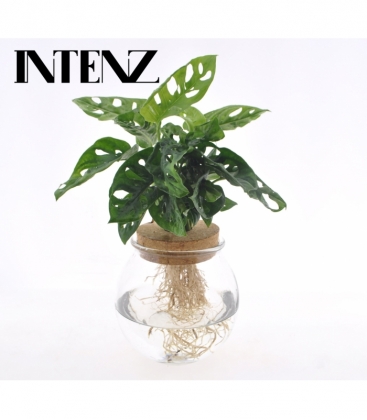 Monstera