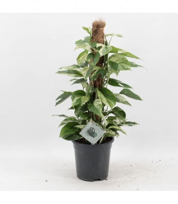 Epipremnum