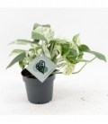 Epipremnum