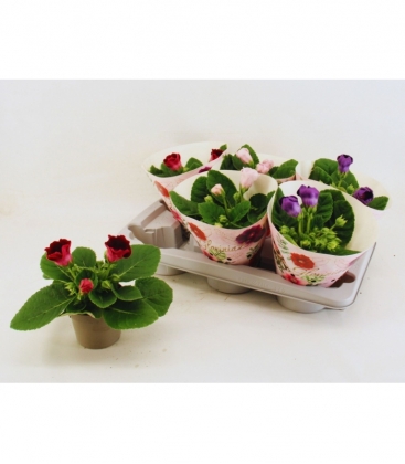 Gloxinia
