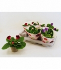 Gloxinia