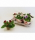 Gloxinia