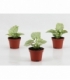 Syngonium