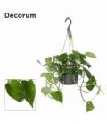 Epipremnum
