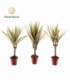 Dracaena