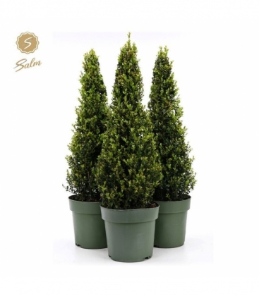 Ilex