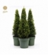 Ilex
