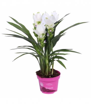 Curcuma