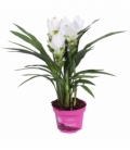 Curcuma