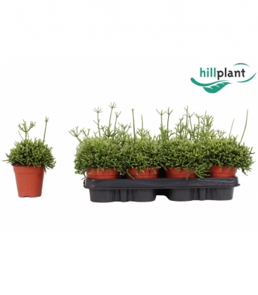 Rhipsalis