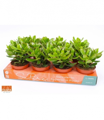 Crassula