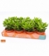 Crassula