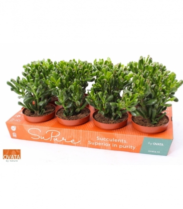 Crassula