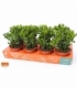 Crassula