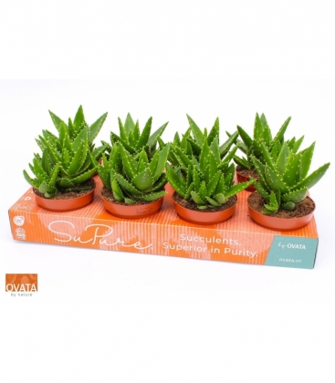 Aloe