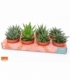 Haworthia