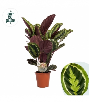 Calathea
