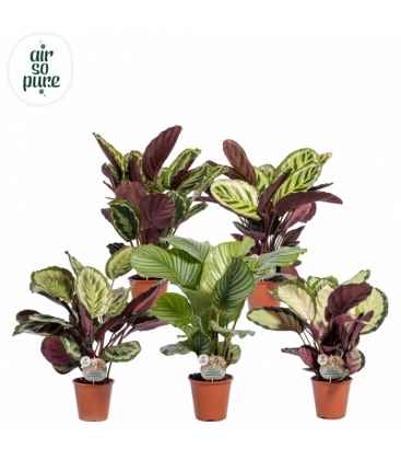Calathea