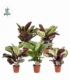 Calathea