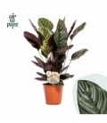 Calathea
