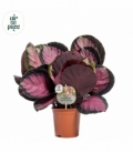 Calathea