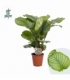 Calathea