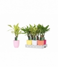 Dracaena