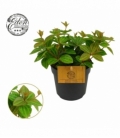 Peperomia
