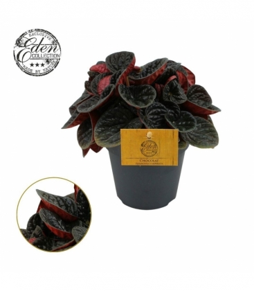 Peperomia