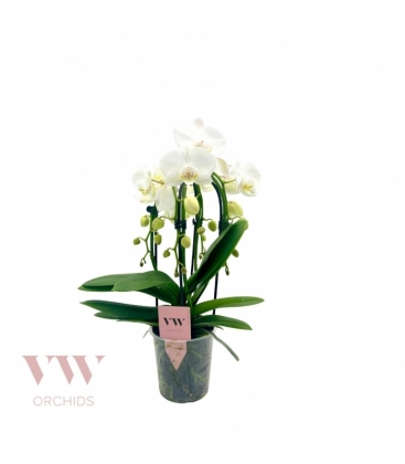 Phalaenopsis