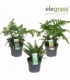 Fern