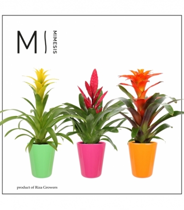 Bromelia