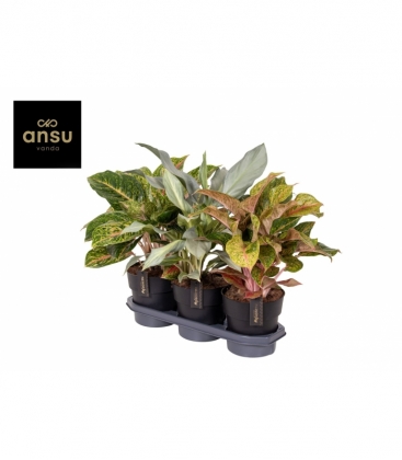 Aglaonema