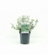 Euonymus