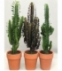 Euphorbia